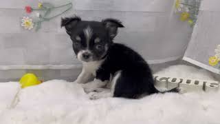 チワワ（ロング）の動画01