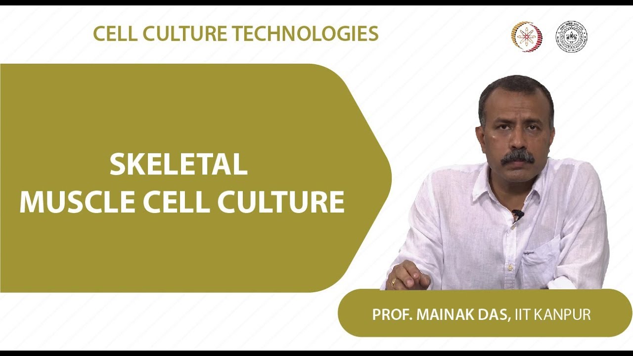 Skeletal muscle cell culture
