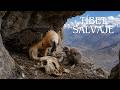 TÍBET SALVAJE Los Últimos Depredadores De Las Cumbres Del Himalaya Documental Animal