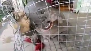 Chupacabra Captured In China&#39;s Shenzhen Reservoir