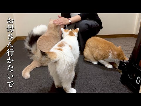 ヨーロッパの猫