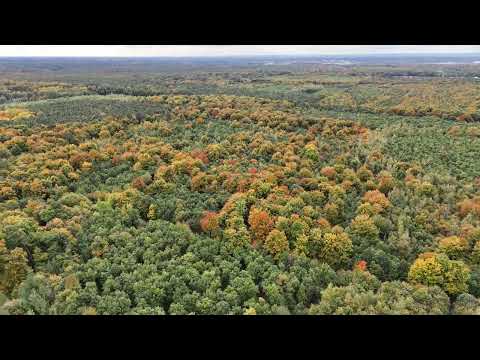 15.10.25 Flug am rodungsbedrohten Langeler Bannwald bei Frankfurt