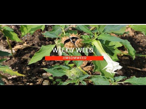 Jimsonweed