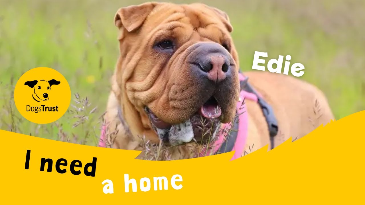 A preview of the dog's video