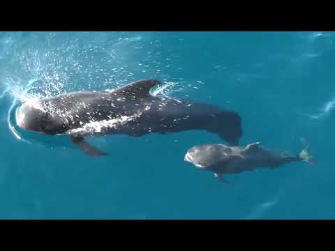 24 01 23 ROYAL EN 1MIN