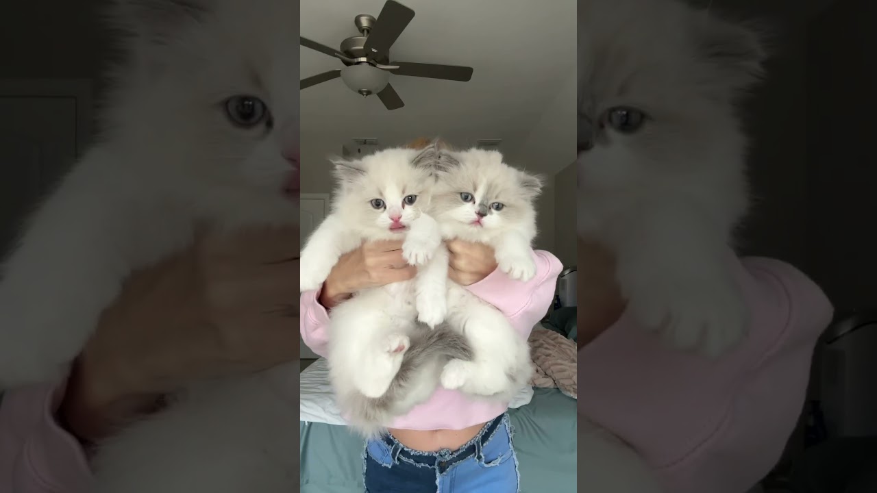 Seeing if my 8 week old kittens pass the ragdoll test