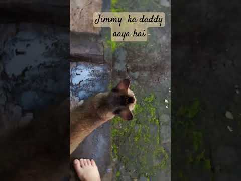 #cat #catcomedy #catlover