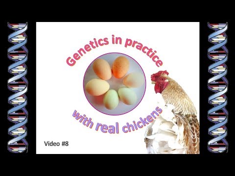 , title : 'Chicken Genetics 8 - Genetics in practice - with real chickens!'