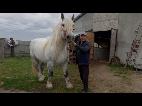 Vulcan Armăsarul lui dl. Cristea Nicu de la Bogei - Bihor