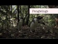 BENEDICT CUMBERBATCH cant say Penguins - YouTube