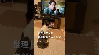 真剣にテレビを見るワンコ #フレンチブルドッグ #vlog #フレブル #frenchie #shorts  　　　　"The dog watches the TV intently."