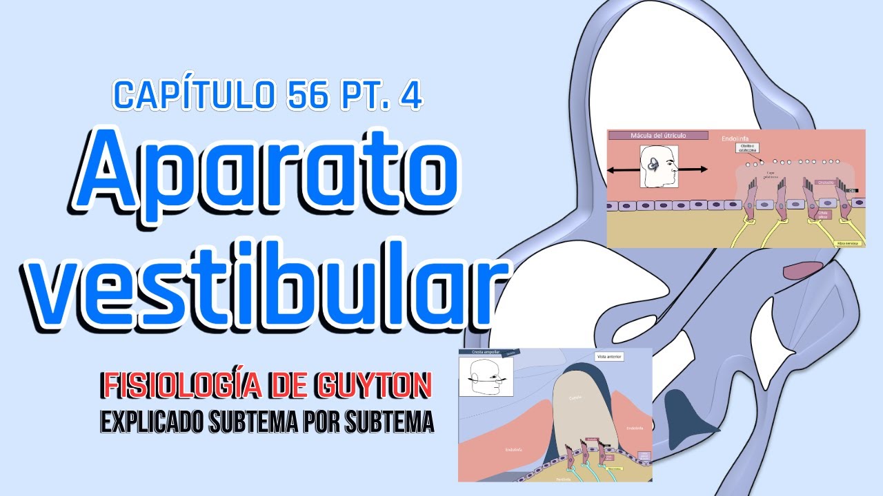 CAP 56 4/5: Aparato vestibular l Fisiología de Guyton
