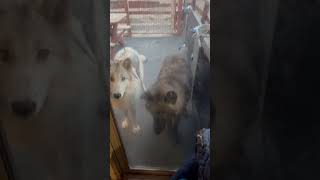 Wolves at the door!