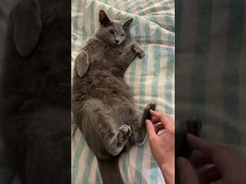 Petting a Russian blue cat fatty belly