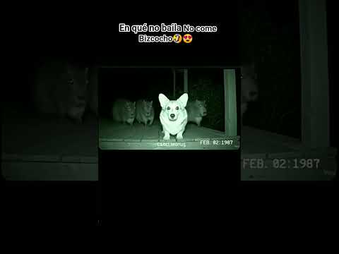 el que no baila no come bizcocho 🤣😂 #humor