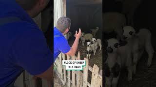 Le troupeau de moutons répond !