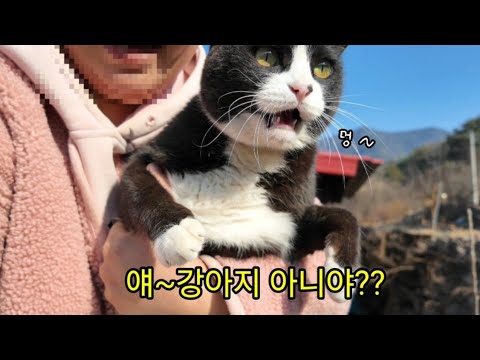 이런! 강아지같은 고양이는 못보셨을껄?!          #개냥이#강아지산책#길고양이