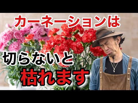 詩人のカーネーション、Dianthus barbatus