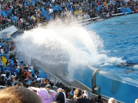 MUST WATCH! | Drenched At SeaWorld Theme Park | Shamu Whale Splash Zone | POV | Travel Vlog