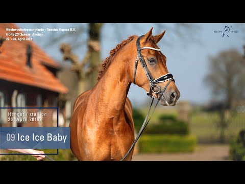 Special Auction Reesink Horses  Lot 9 Ice Ice Baby Hengst v. Asgard's Ibiza - Florenciano I