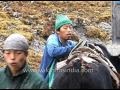 Dzo The Strong Tibetan Bovine