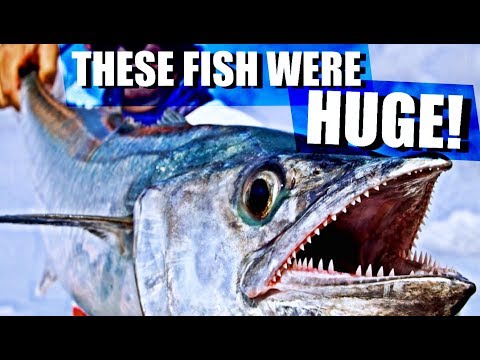 Deep Sea Fishing Florida Gulf for BIG FISH!! Catch N' Cook!