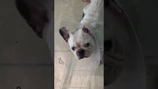 Max says THANK YOU! Max says THANK YOU!