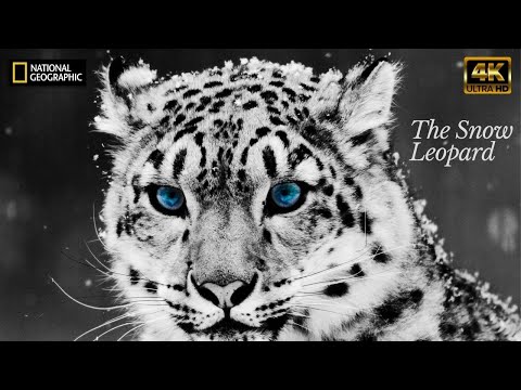 The Snow Leopard is a National Geographic wildlife documentary 2021.