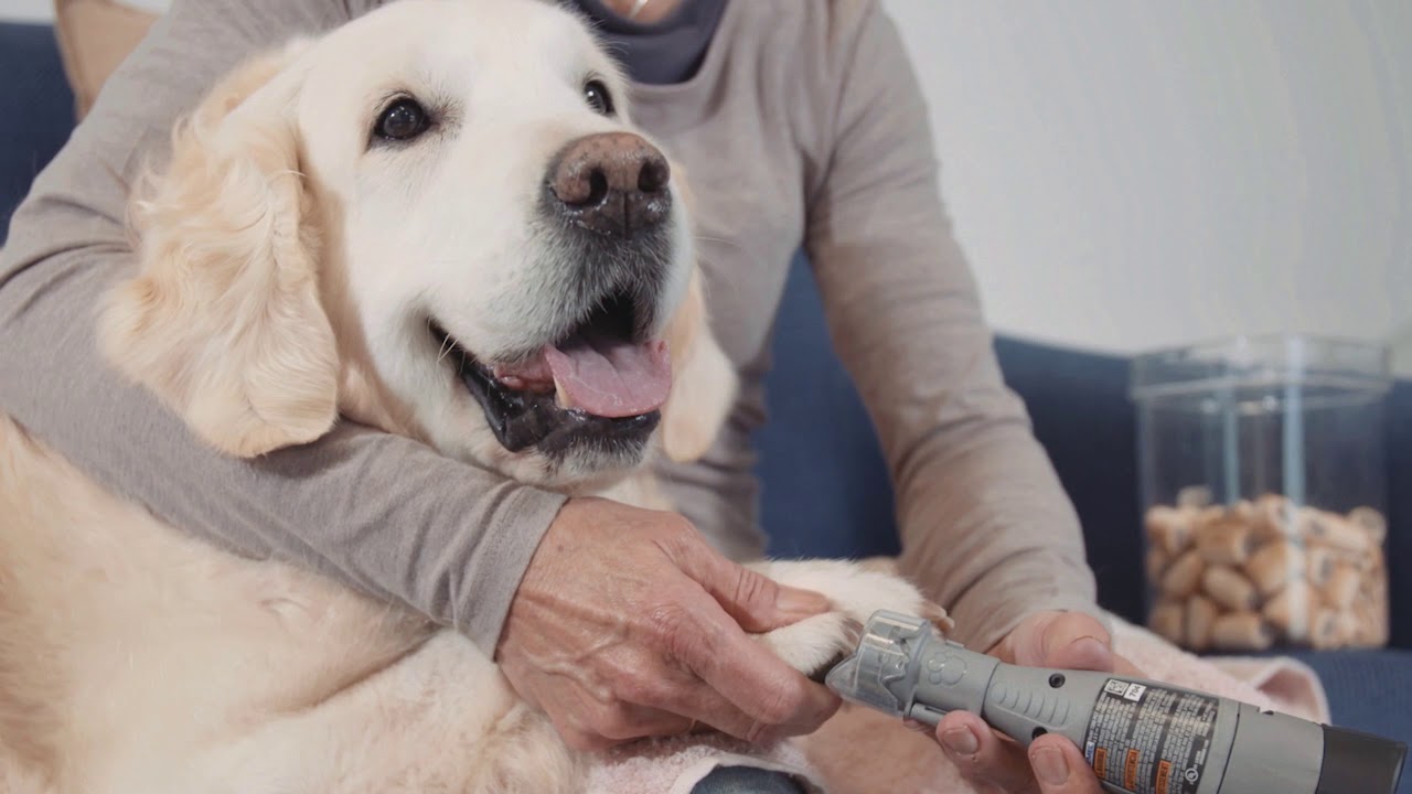 Jak obcinać psie paznokcie za pomocą narzędzia Dremel