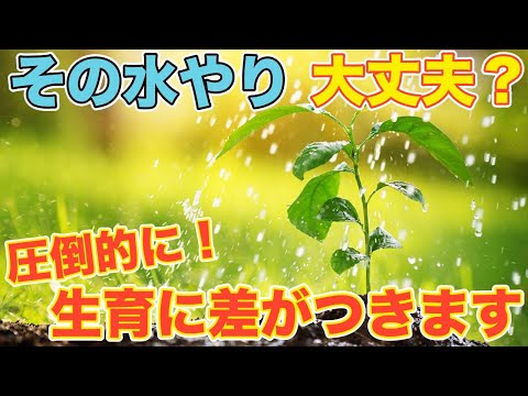 発芽後の水やりの頻度とやり方は？  庭園