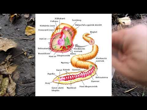 Hogyan fáj a gyomor a pinwormokkal