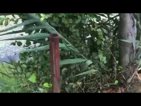 Mosquito Breeding Ground in Farmingdale, NJ