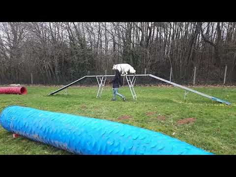 Agility - 11/01/20 - Pension pour chiens