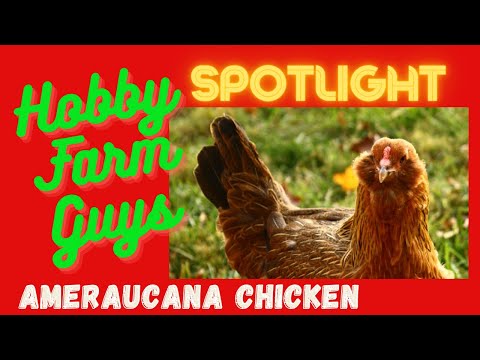 , title : 'HFG Farm Animal Spotlight: Ameraucana Chicken'