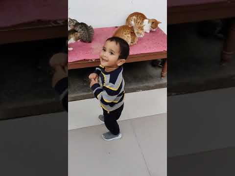 cat house,kids love for cat, animals,cute kids videos, playtime with Rishaan and cat,cats videos me