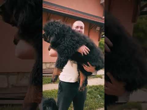 Perros Mastín Tibetano en venta