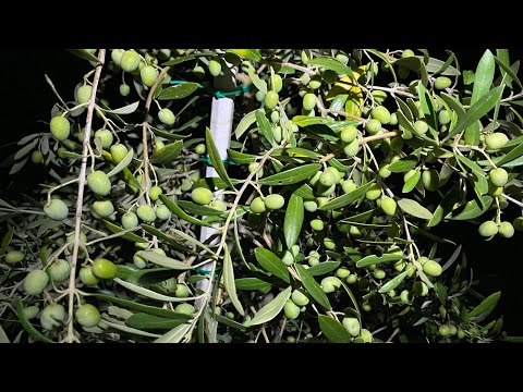 Maslinarski vlog 24.8.2023. - Novosti u kolekcijskom