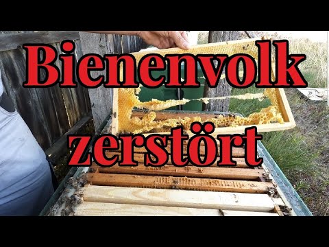 Bienenvolk zerstört/Wasserversorgung an Wanderständen/ extreme Hitze und Traditionelle Korbimkerei