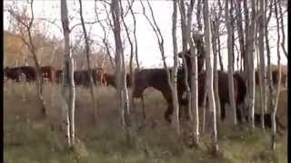 Hagan Ranch Horses 2014 Joe