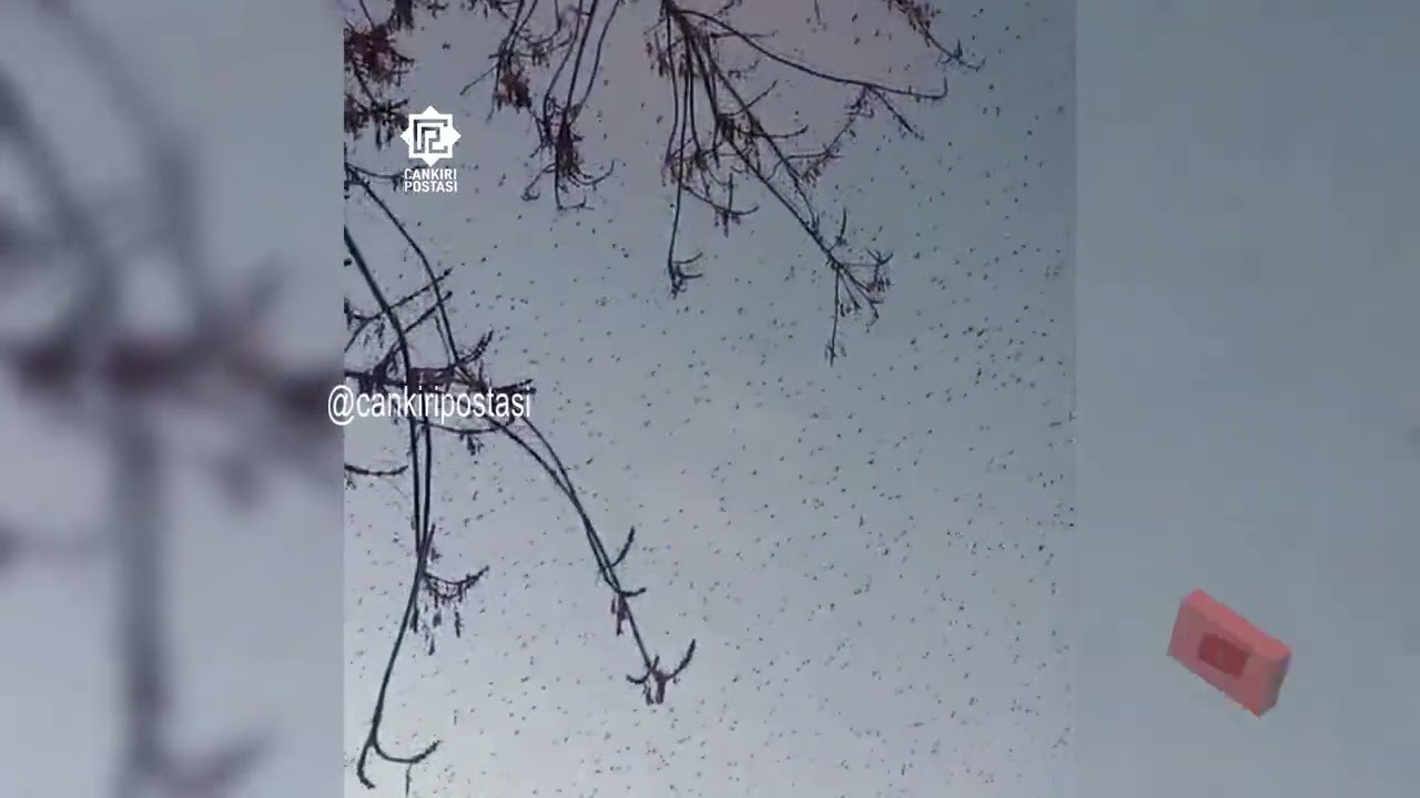 Çankırı’da Sığırcık Kuşlarından görsel şölen