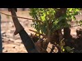African Tech 4 Good Ghaamid Tanzania AfricanTech4Good Tvebiomovies