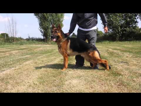 eiko vom sendberg  18 months old