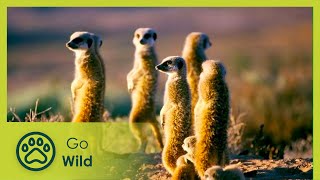 Namaqualand - Africa's Desert Garden - The Secrets of Nature