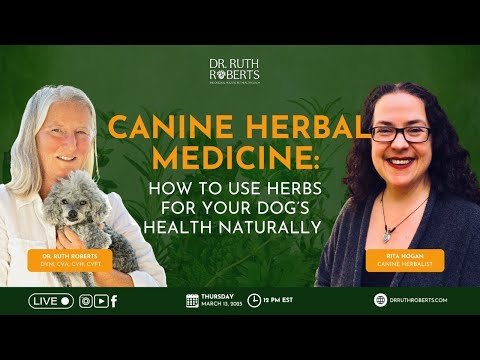 Canine Herbal Medicine  How to Use Herbs for Your Dog s Health Naturally