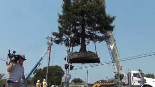 preview picture of video 'Rare Chimera, Albino Redwood tree in Cotati CA , Gets Transplanted! #1'