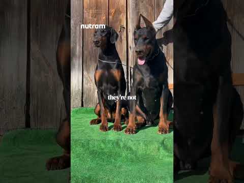 The Dark Side of Owning a Doberman #shorts