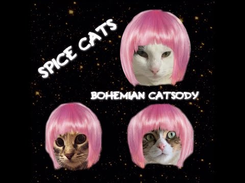 The Spice Cats (cats music group ) Bohemian catsody - 2nd song !