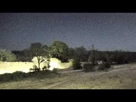 Djuma: Hyena has a quick drink - 21:05 - 07/22/18