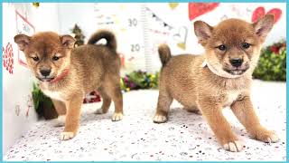 ペットショップCOO&RIKU No00703812(柴犬)