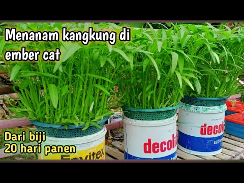 , title : 'cara menanam kangkung hidroponik di ember | 20 hari panen |'